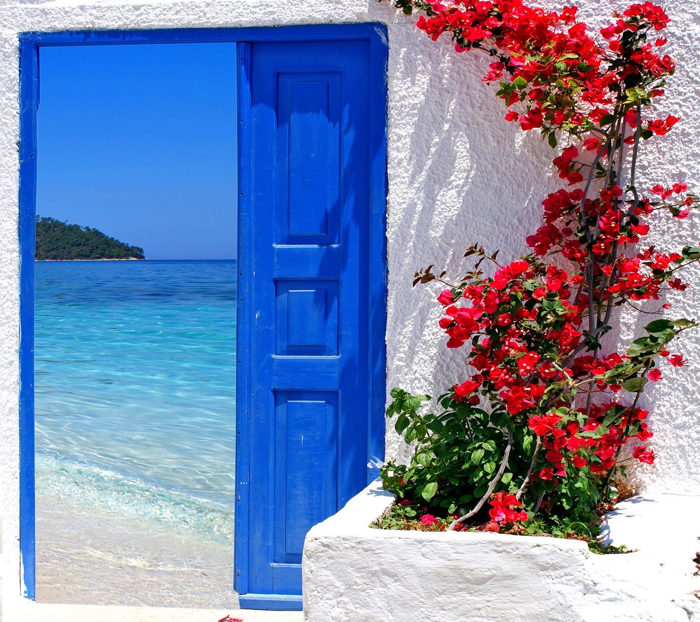 Fondos de pantalla : 1440x1280 px, playa, Flores 1440x1280 - goodfon