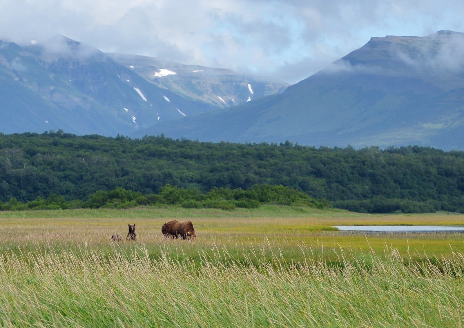 lučina, vysočina, ekosystém, pastvina, přírodní rezervace, divočina, prérie, pastvisko, tundra, step, louka, Volně žijících živočichů, národní park, tráva, hora, prostý, dobytek, jako je savec, mount scenérie, ekoregion, klesl, jezero, nebe, ranč, plošina, pohoří, jezero, pleso, savana, banka, kopec, krajina, tráva rodina, pole