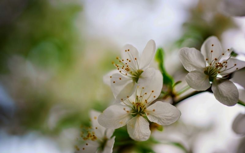 1920x1200 px, detailopname, scherptediepte, macro, natuur, bloemen 1920x1200 px, detailopname, scherptediepte, macro, natuur, bloemen