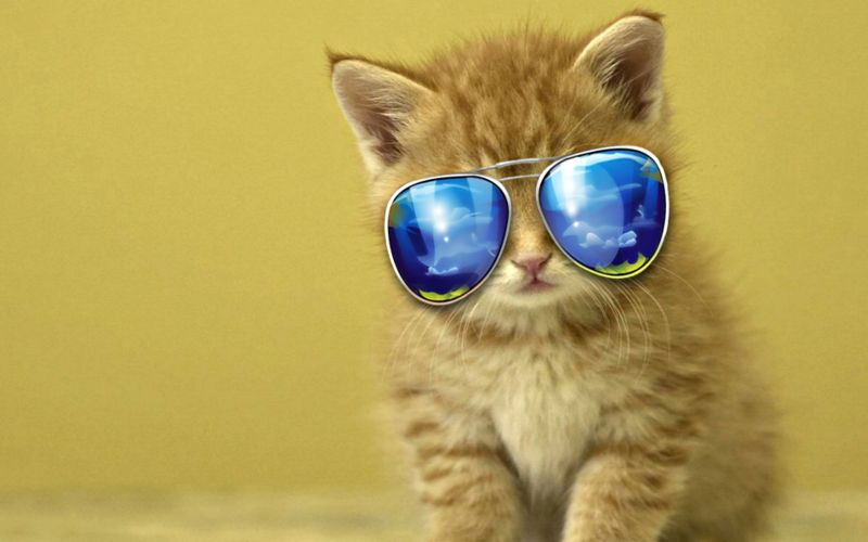 猫,名人
