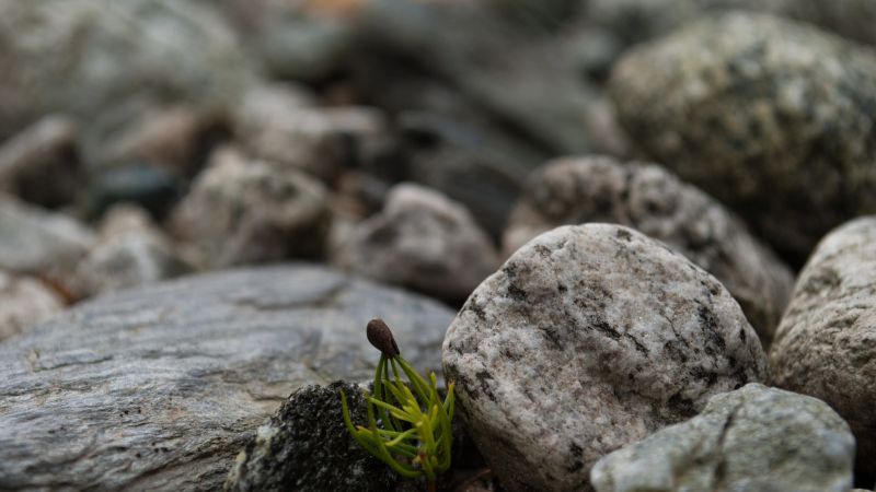 depth of field, rock, nature, stones, landscape, plants depth of field, rock, nature, stones, landscape, plants
