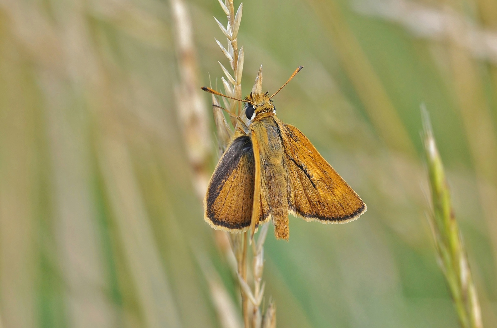 natur, makro, sommerfugl, insekt, Dorset, dyreliv, Nikon, møl, Skipper, mikro, sommerfugle, han-, Downland, makrofotografering, græs familie, hvirvelløse, handelsvare, leddyr, organisme, bestøver, møl og sommerfugle, lycaenid, børste footed sommerfugl, silkesommerfugle, lulworthskipper