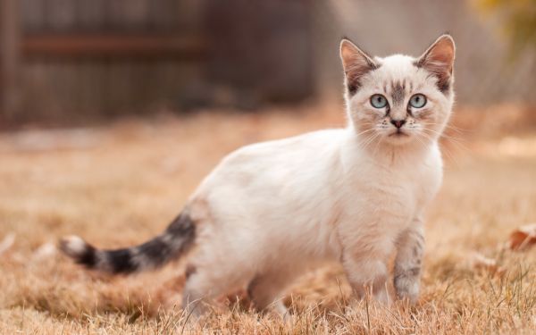 cat, grass, whiskers, walk, kitten, cute