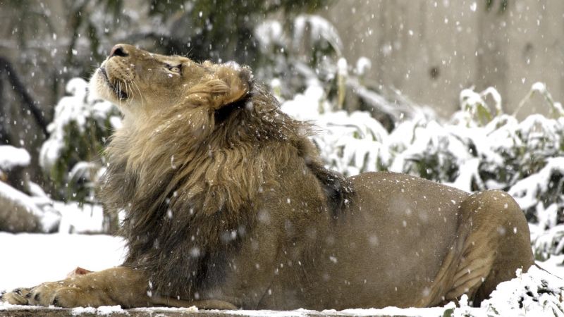 lev, zver a rastlinstvo, zoologická záhrada, sneh, zimné, veľké mačky lev, zver a rastlinstvo, zoologická záhrada, sneh, zimné, veľké mačky