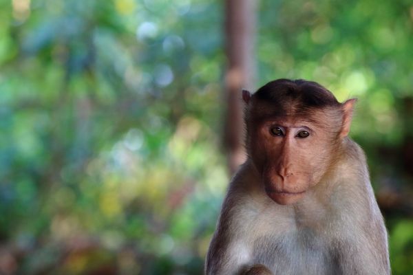 monkey,face,blurring