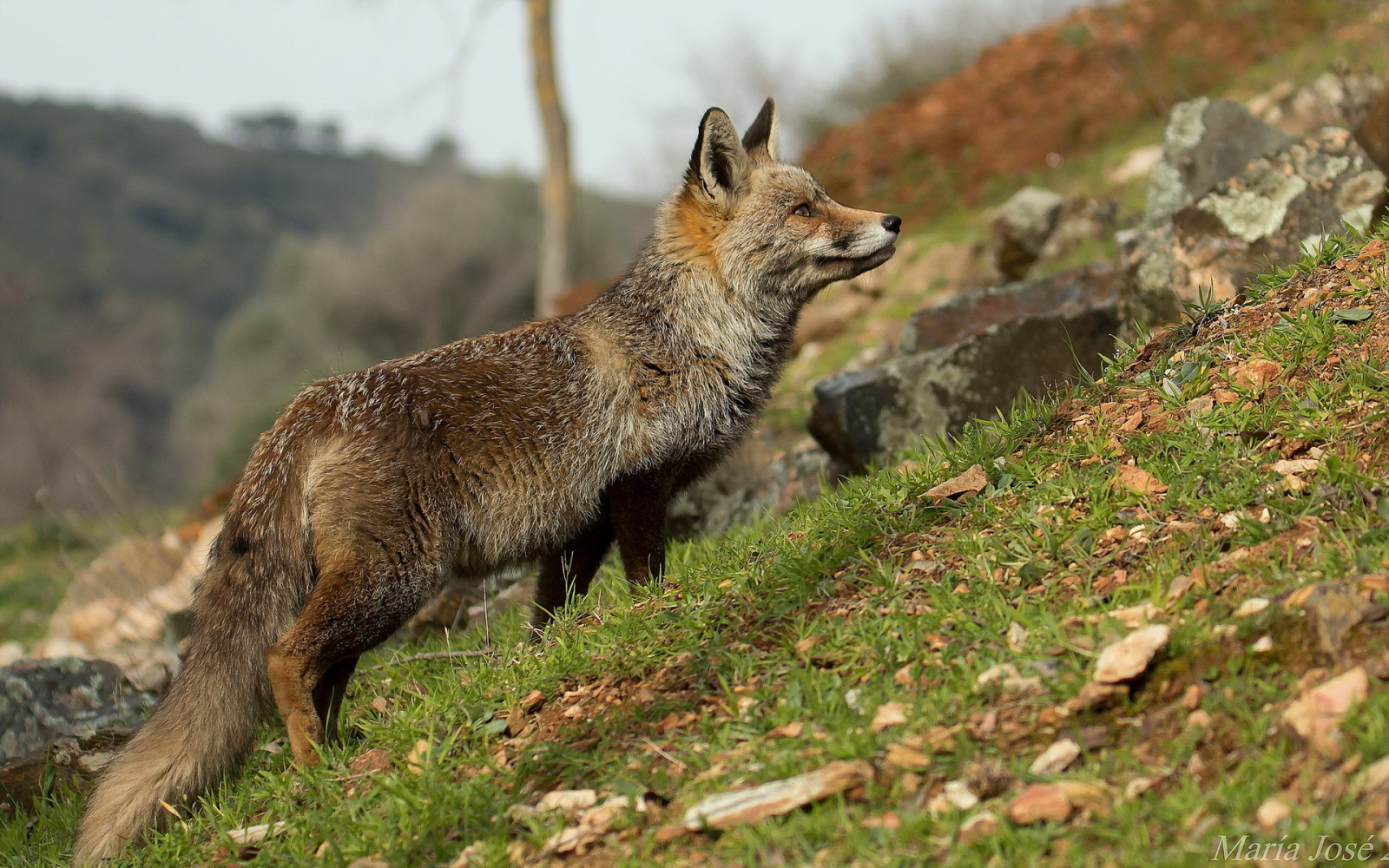 tráva, Volně žijících živočichů, dítě, skály, liška, Gray Fox, fauna, savec, obratlovců, pes jako savec, červená Liška, kit fox, Dhole, red wolf, šakal