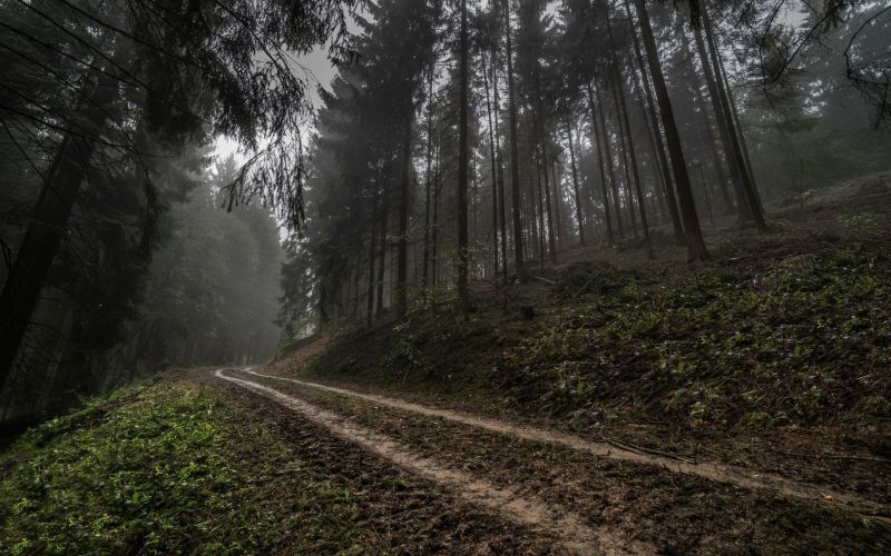slunečnímu záření, stromy, les, Příroda, ráno, silnice slunečnímu záření, stromy, les, Příroda, ráno, silnice