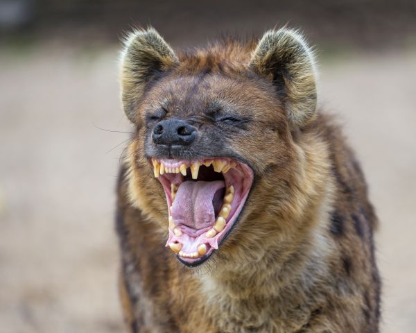 portrait,France,face,Zoo,Nikon,female
