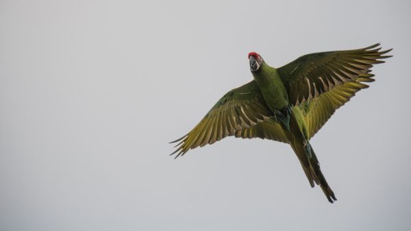 parrot, green, Denmark, beak, bird, danmark
