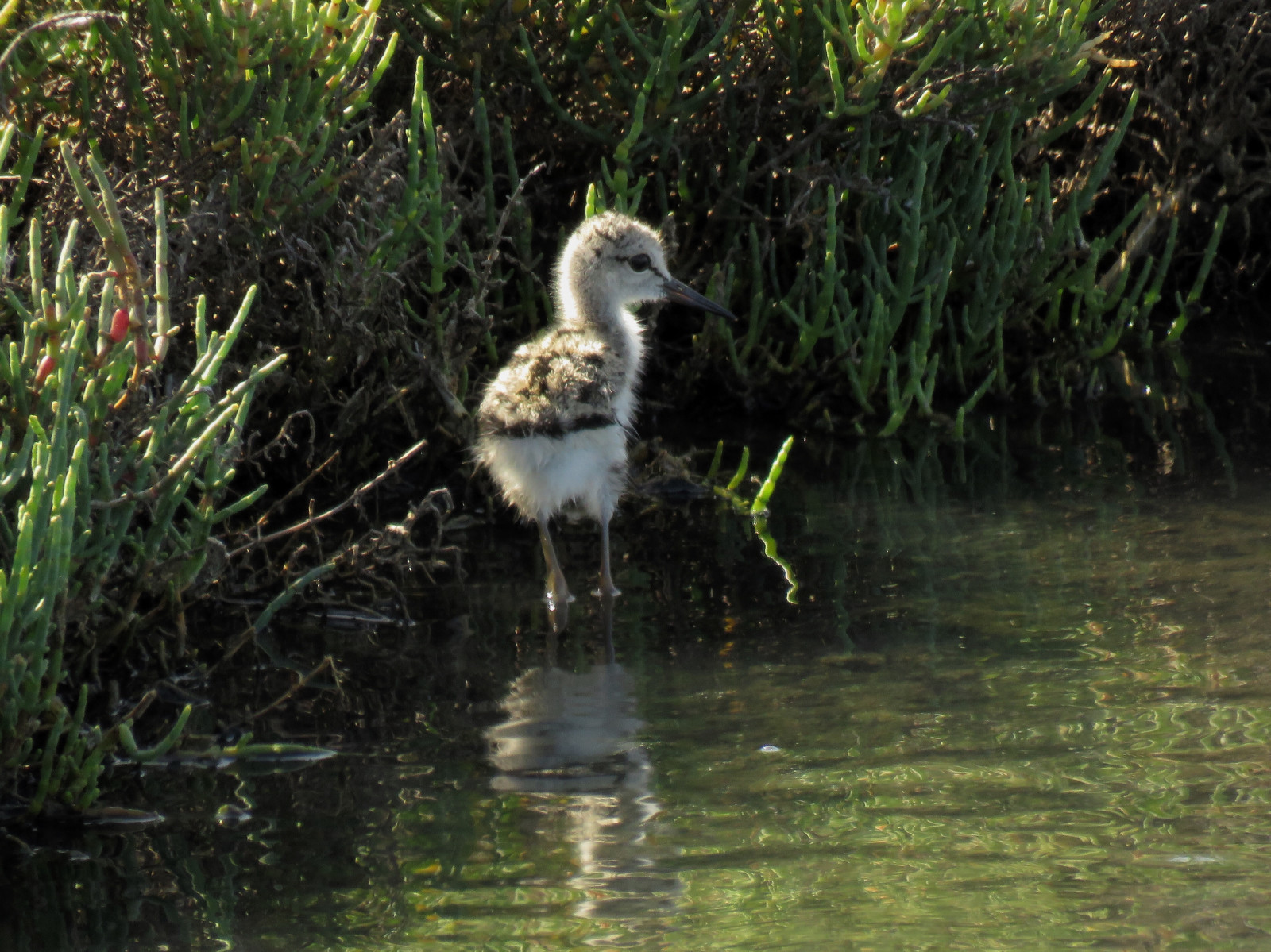 dovolená, Příroda, Kánon, ornitologie, kuřátko, letního, algarve, pozorování ptáků, riaformosa, chůda, Pulletje, birdphotography, steltkluut, Sx60, vogelfotografie, Zoutpannen, Powerrrrshot