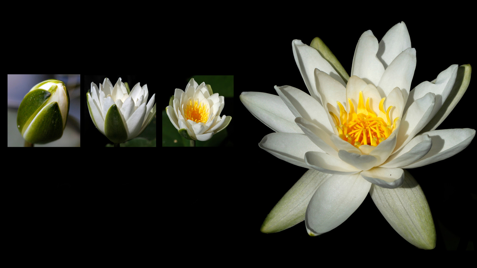 bianca, fiori, acqua, giallo, estate, stagno, primavera, Loto, fiore, pianta, giglio, flora, Ninfea, petalo, serie, ilobsterit, fioritura, botanica, impianto di terra, pianta fiorita, fotografia macro, staminali vegetali, pianta acquatica, loto sacro, famiglia di loto, fiorito