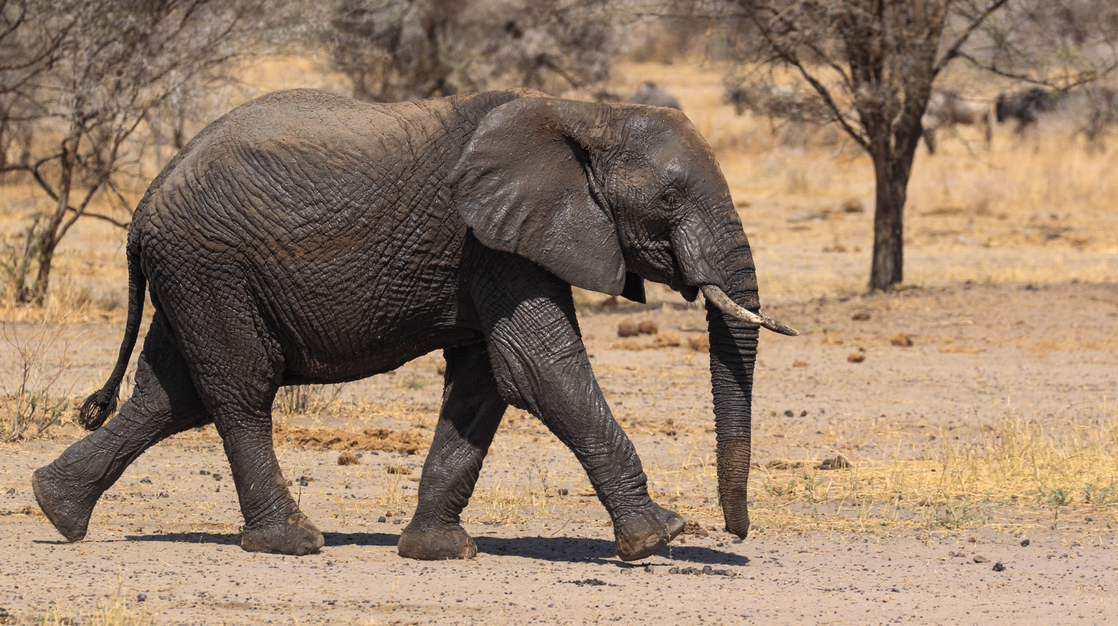 africanelephant, afrikanischerelefant, loxodontaafricana, slon, sloní, pohyblivý, 2015, anymotion, tarangirenationalpark, Tanzanie, tansania, Afrika, afrika, cestovat, reisen, zvíře, zvěř, Zvířata, Příroda, natur, Volně žijících živočichů, 7d2, canoneos7dmarkii, ngc, npc
