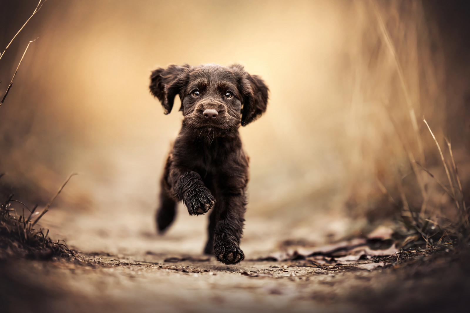 Wallpaper dog, animals, mammals 6144x4096 Zwangy 2199927 HD