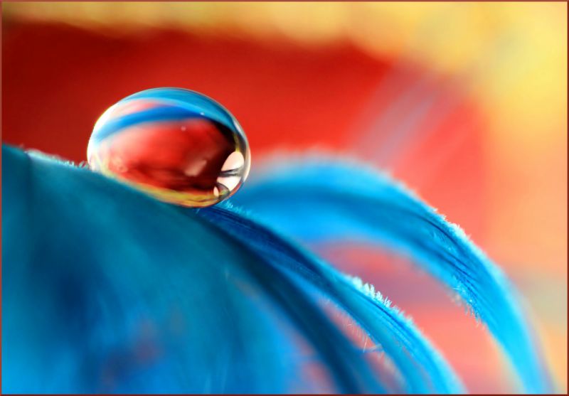 màu xanh da trời, Vĩ mô, Lông vũ, màu, thiên nhiên, Canon màu xanh da trời, Vĩ mô, Lông vũ, màu, thiên nhiên, Canon