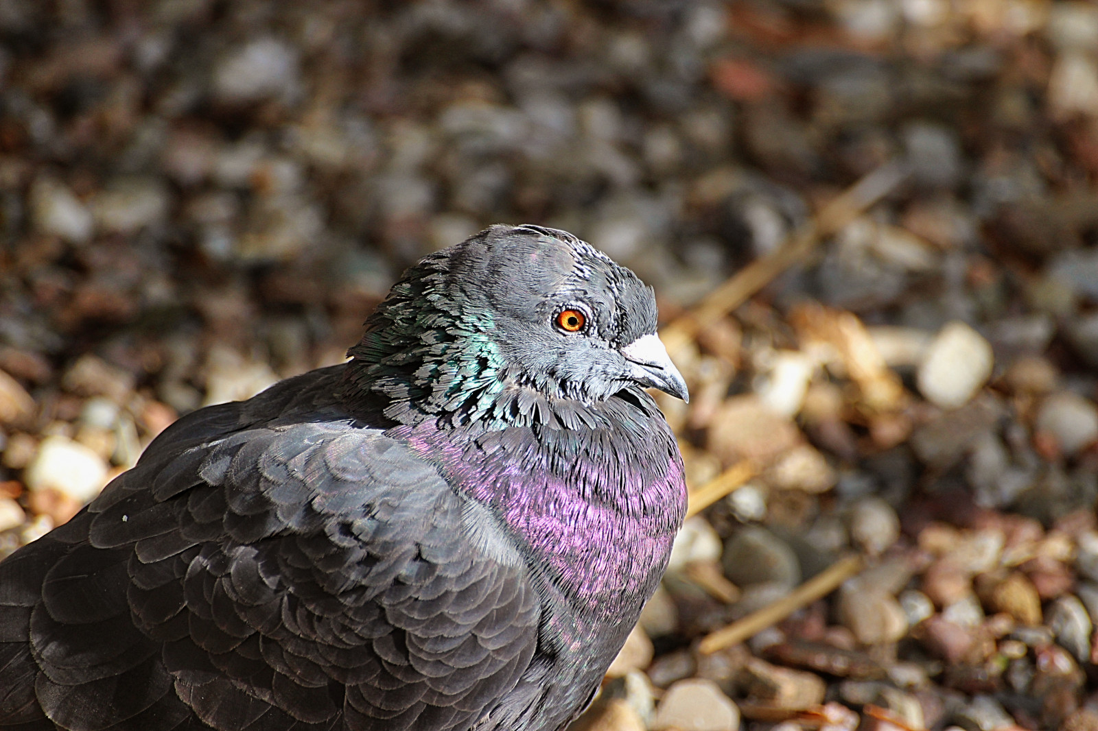 Volně žijících živočichů, Šedá, Kánon, holubice, zobák, Sokol, pták, Duva, fauna, obratlovců, zblízka, holubi a holubice
