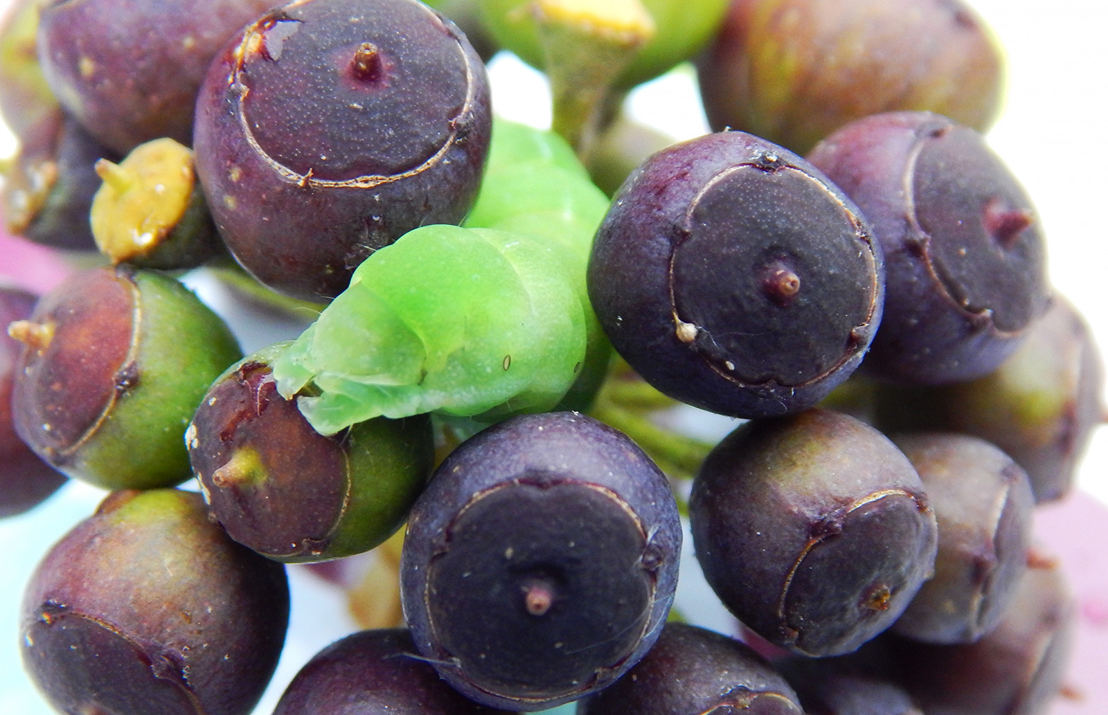 svět, divoký, Černá, zelená, Příroda, ovoce, krása, zvíře, ovoce, štěnice, hmyz, březen, Skotsko, jaro, bobule, jeřabin, přírodní, Volně žijících živočichů, mol, mladý, skotský, břečťan, hmyz, hmyz, lepidoptera, Housenka, můry, spirála, Hedera, larvy, larva, jaro, Galloway, glentrool