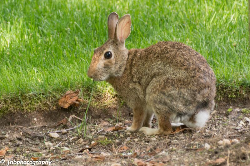 králíci, Dvůr a okolí králíci, Dvůr a okolí