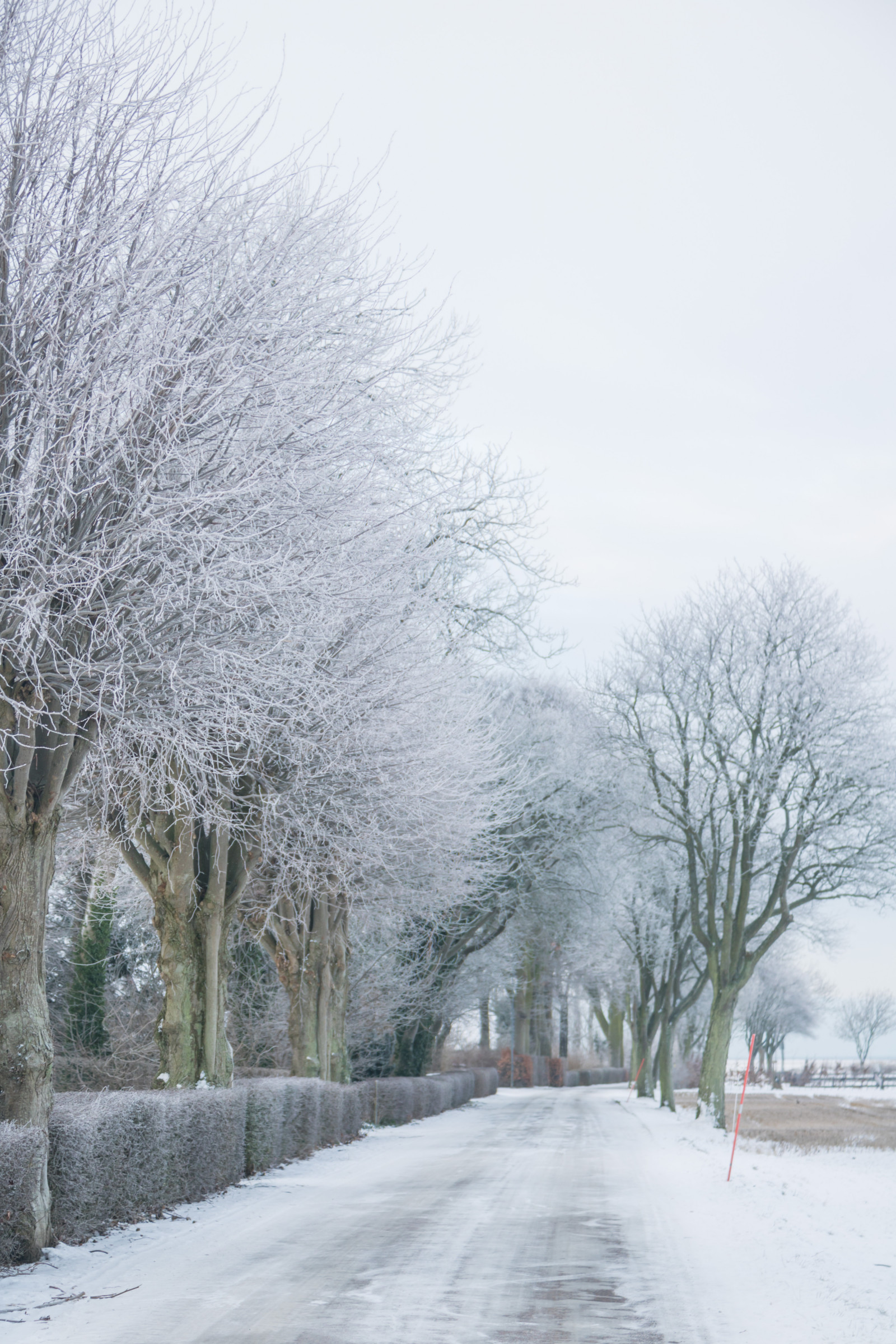 แนวนอน, ท้องฟ้า, หิมะ, ฤดูหนาว, ถนน, สาขา, น้ำแข็ง, น้ำค้างแข็ง, Rime, การแช่แข็ง, ต้นไม้, ทัศนียภาพ, สภาพอากาศ, ปลูก, ฤดู, himmel, Vinter, tr d, landskap, Vag, rimfrost, สาม, พายุหิมะ, ปรากฏการณ์บรรยากาศ, ไม้ยืนต้น, พายุฤดูหนาว, ฝนและหิมะผสม