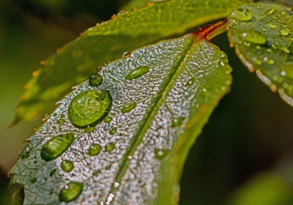 leaves,drops,dew,plant