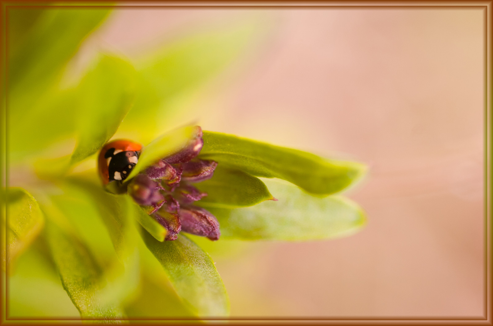 Příroda, fotografování, makro, hmyz, zelená, žlutý, Nikon, barva, NIKKOR, list, květ, slunéčko sedmitečné, flóra, slunéčko sedmitečné, okvětní lístek, květ, moment, fauna, natureselegantshots, unlimitedinsectslevel1, pamatovat, že, botanika, zblízka, makro fotografie, bezobratlý, nektar, Coccinelle, úroveň 1, 60micro, elitebugs