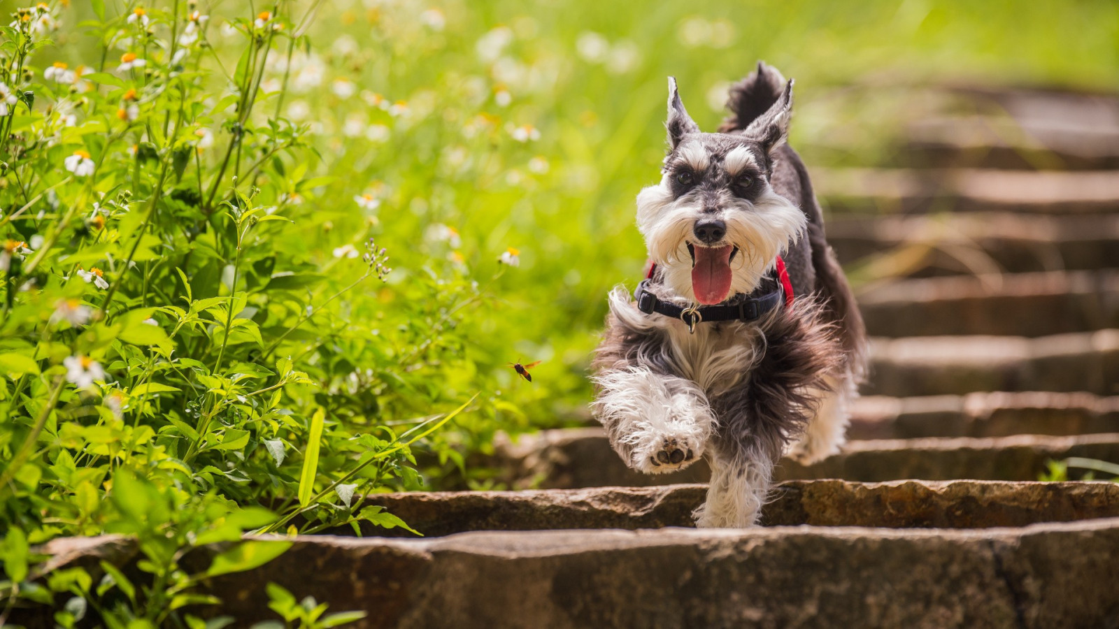 Wallpaper animals, depth of field, grass, plants, daisies, stairs, running, puppy, dog like