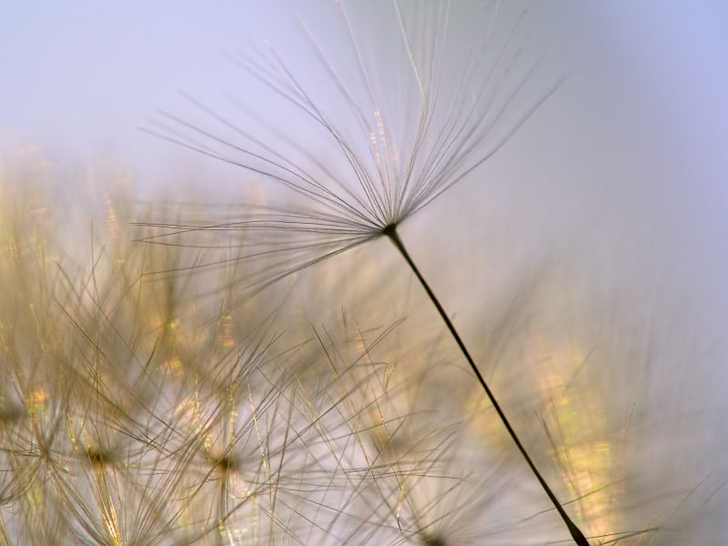 sunset, detail, macro, nature, Olympus, dandelion sunset, detail, macro, nature, Olympus, dandelion