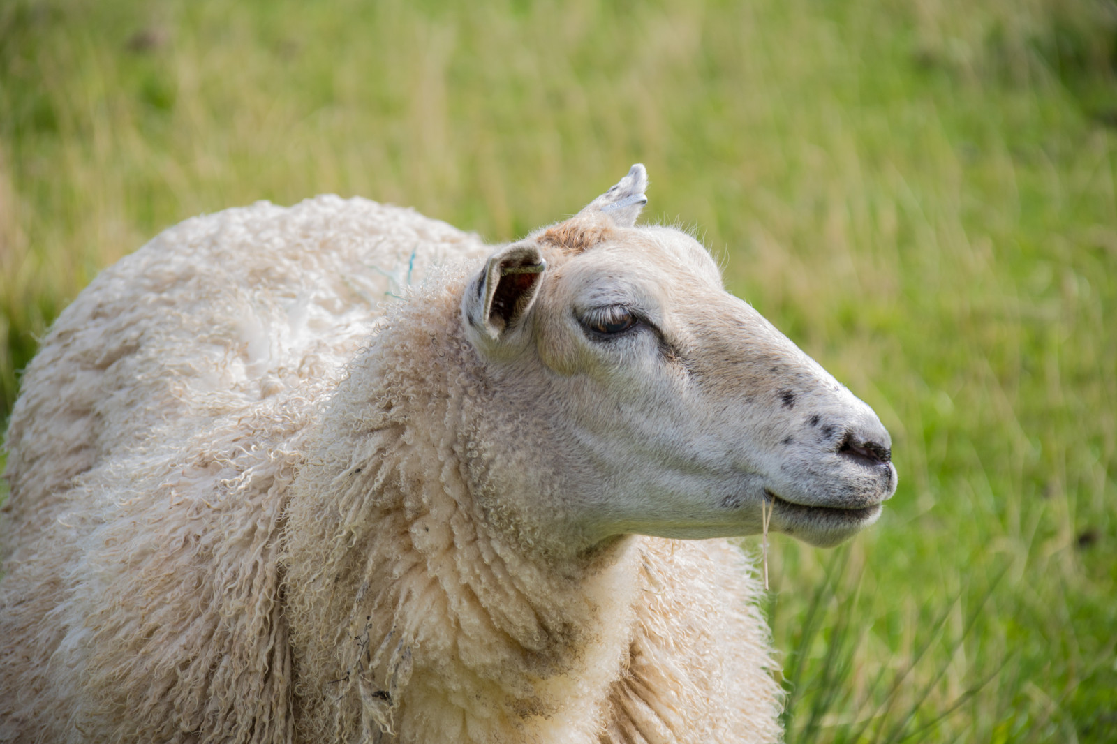 ธรรมชาติ, หญ้า, สัตว์ป่า, สวนสัตว์, แกะ, พื้นที่ชุ่มน้ำ, สัตว์, natur, djur, ทุ่งเลี้ยงสัตว์, s dersl tt, smygehamn, exif model canoneos760d, ประเทศธรณีวิทยา, กล้องทำให้ Canon, geocity, กล้องรุ่น canoneos760d, geostate, ตำแหน่งทางภูมิศาสตร์, เลนส์ Exifs efs18200mmf3556is, ความยาวคลื่น exif 200 มม, exif ทำให้ canon, exif isospeed 100, รูรับแสง exif 63, f r, sp nsv tmark, สัตว์ป่า, สัตว์เลี้ยงลูกด้วยนม, แกะ, สัตว์มีกระดูกสันหลัง, การเลี้ยงปศุสัตว์, Bighorn