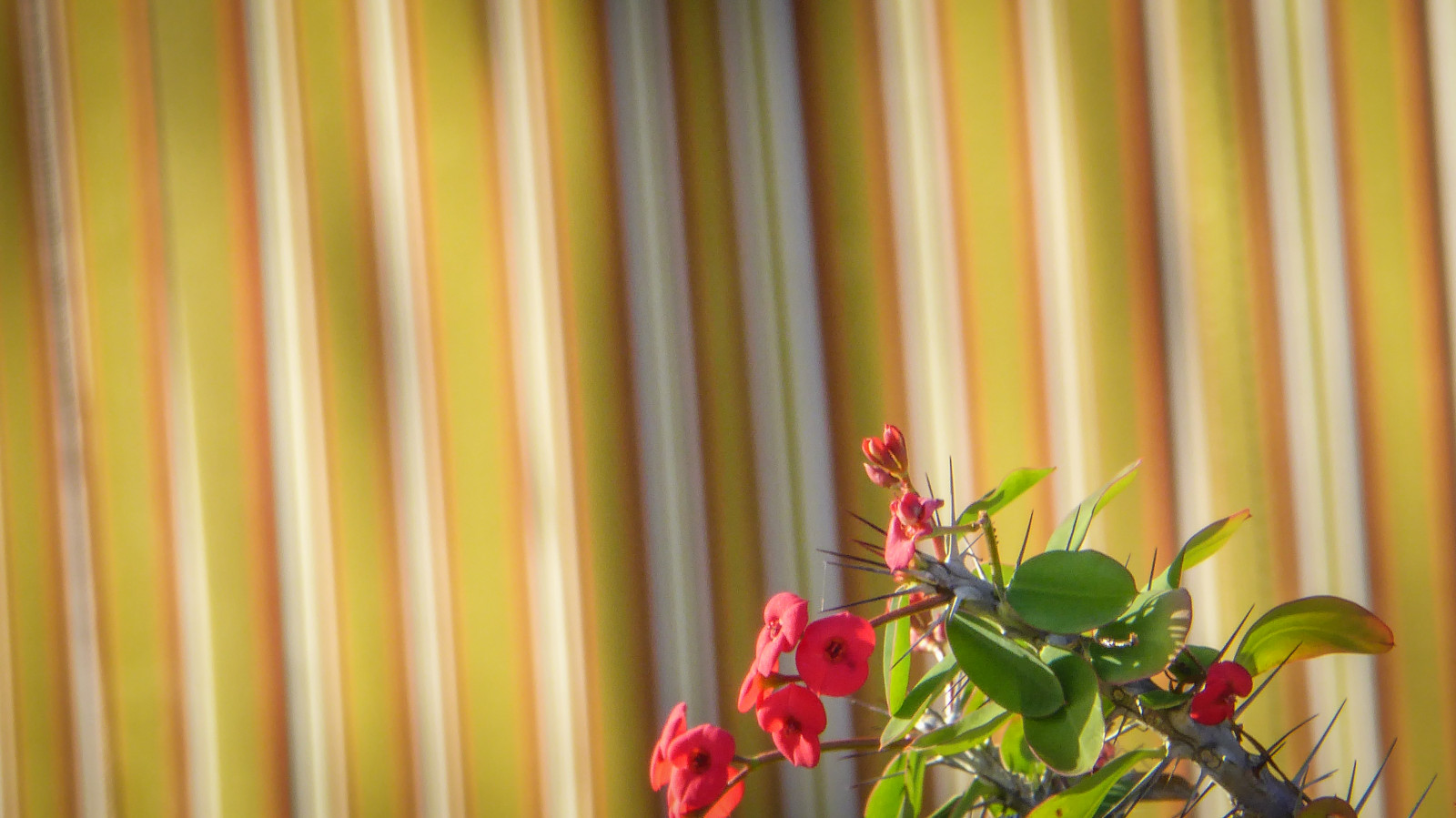 Adelaide, slepý, květiny, dlouho, lumix, Madagaskar, venkovní, rostlina, Červené, stín, ostnatý, ostnatý, pruhy, Thebarton, theen, trní, vertikální, zlý