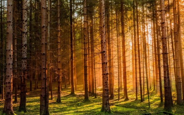 sunlight, trees, landscape, forest, nature, grass