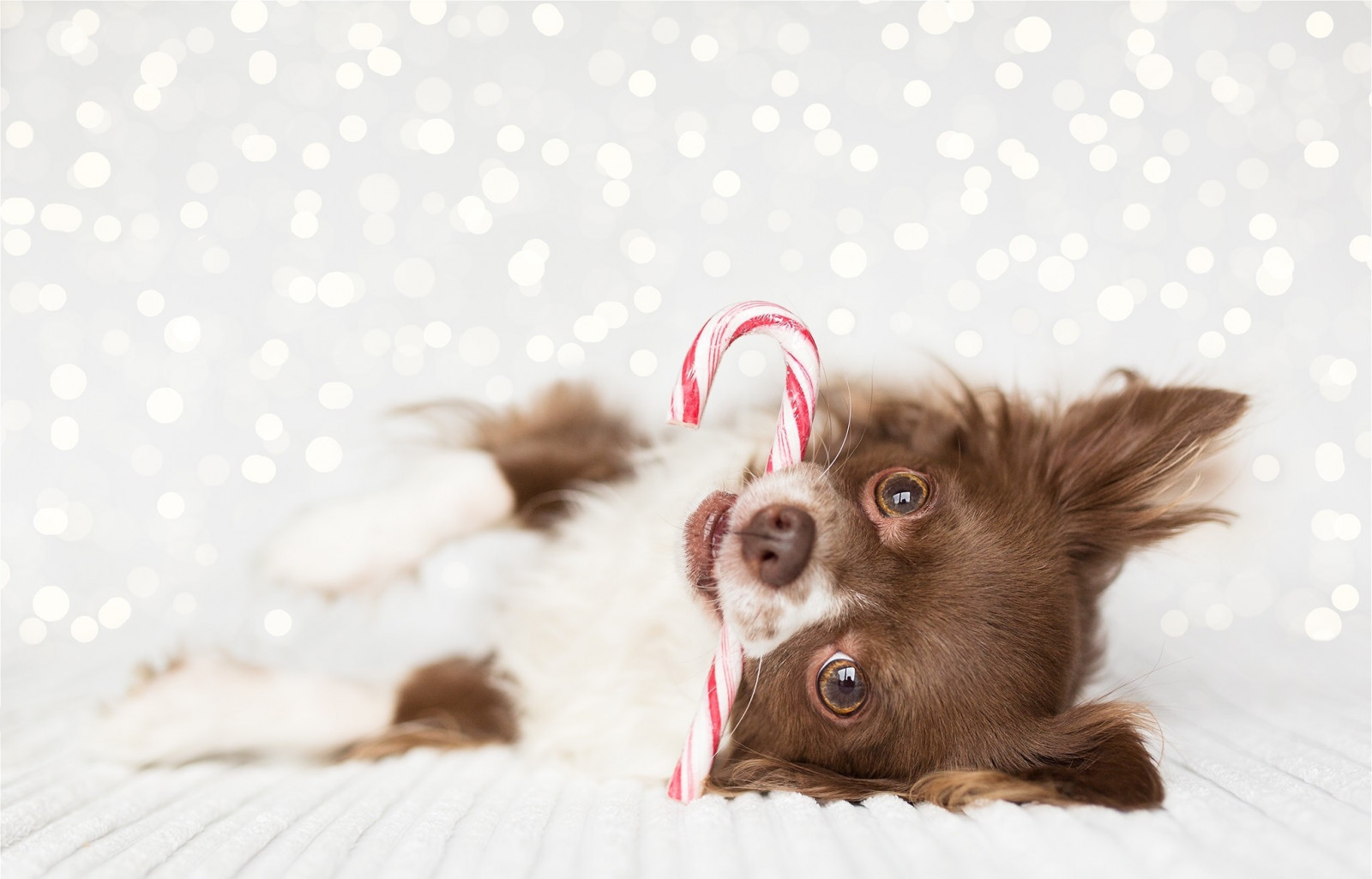 สัตว์, หมา, ชิวาวา, ลูกสุนัข, สัตว์เลี้ยงลูกด้วยนม, สัตว์มีกระดูกสันหลัง, สุนัขชอบเลี้ยงลูกด้วยนม