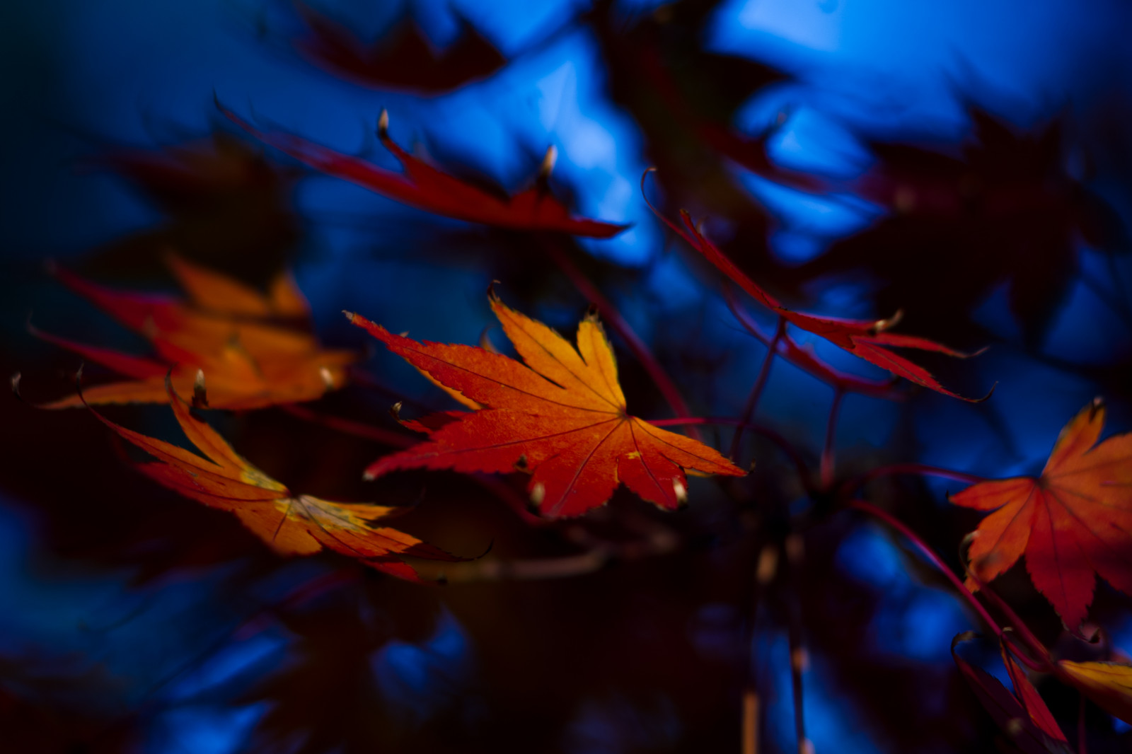 sollys, natur, rød, afdeling, gul, Tokyo, farve, træ, efterår, blad, ahorn, blomst, plante, sæson, flora, kronblad, computer tapet, jord plante, blomstrende plante, vedplante, makrofotografering, ahorntræ, ahorn blad, kamiyoga, bajikouen