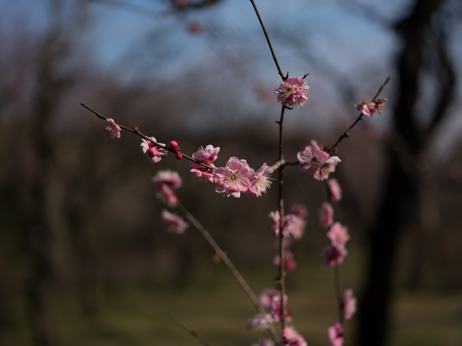 Giappone, luce del sole, natura, fotografia, ramo, fiore di ciliegio, fiorire, primavera, Tokyo, Fujifilm, Jp, albero, autunno, foglia, fiore, pianta, stagione, flora, fuji, Fujinon, gf, gf63mm, gf63mmf28rwr, gfx, gfx50s, jindaibotanicalgardens, Chofu, ramoscello, produrre, botanica, avvicinamento, fotografia macro, staminali vegetali