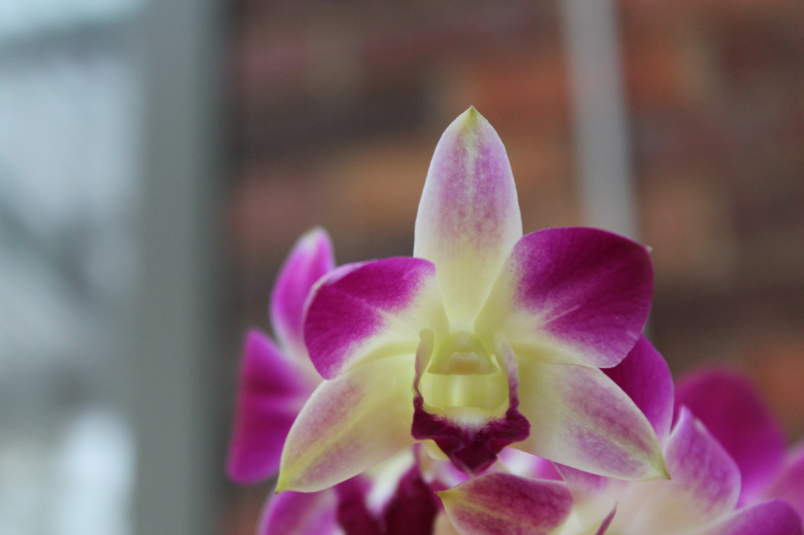 fiorire, Cattleya, fiore, pianta, orchidea, flora, petalo, botanica, impianto di terra, pianta fiorita, avvicinamento, fotografia macro, falena orchidea, staminali vegetali, dendrobium