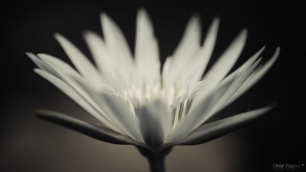 nenuphar,flower,macro,fleur,iledelareunion,canoneos5dmarkii