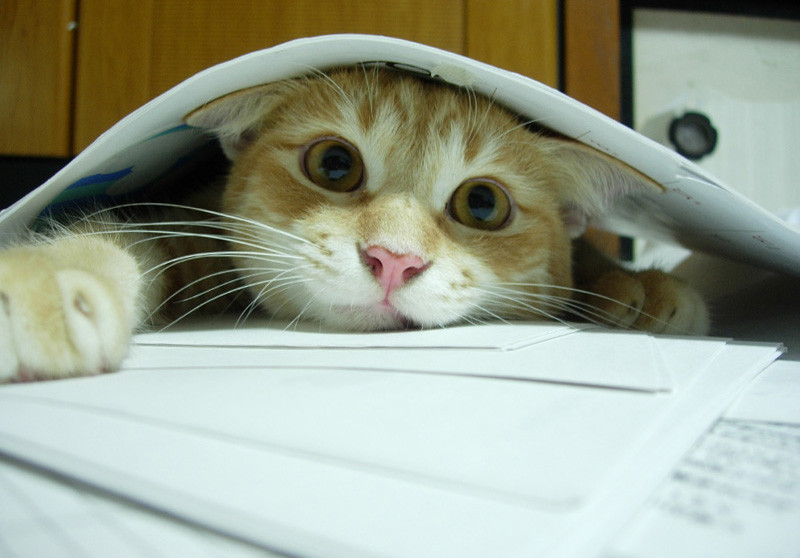 kočka, koťata, kníry, oko, kočky, kotě, kočka jako savci, čenich, malé až středně velké kočky, carnivoran, domácí krátké vlasy kočka, americká krátkosrstá, kočička, 800x558 px, Krásné obrázky na ploše, Obrazy koček, Fotografie koček, Kočky tapety, Cutties, Kočičí obrázky, na zdi, Pussycats, aegean cat