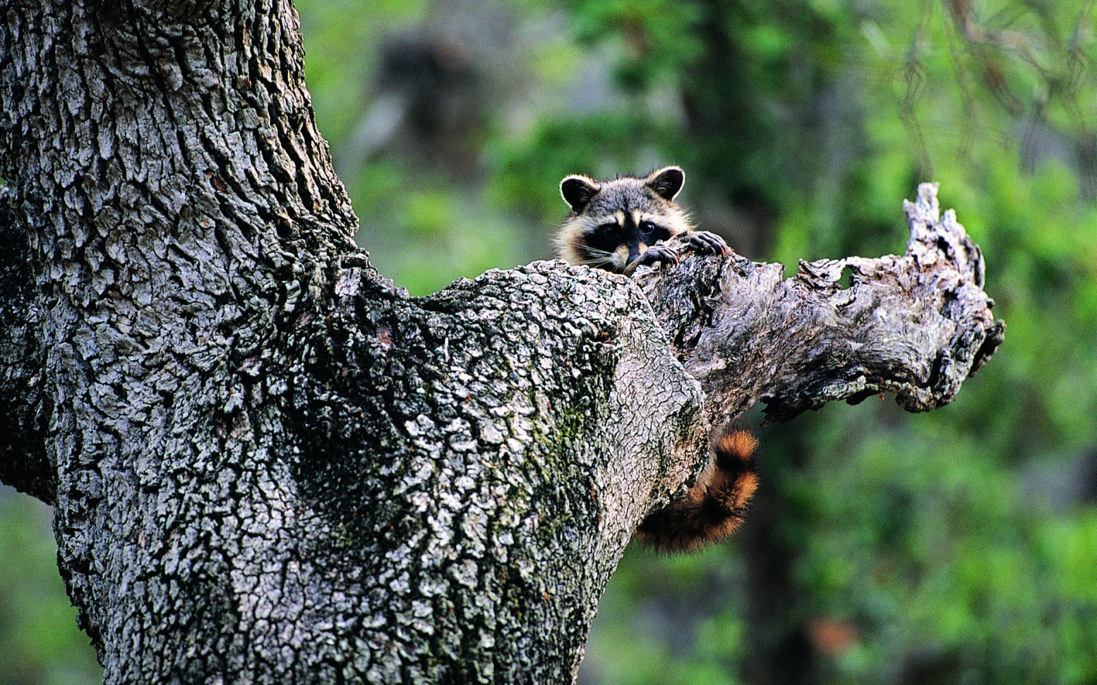 animali, natura, ramo, natura, leopardo, mammiferi, procioni, albero, fauna, mammifero, 1920x1200 px, vertebrato