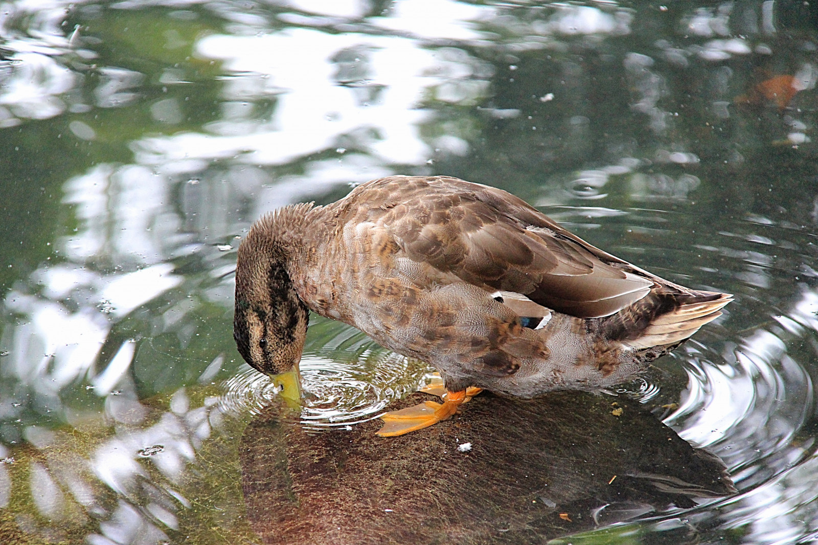 voda, Příroda, Volně žijících živočichů, kachna, zobák, divoká kachna, mytí, pták, f gel, gr písek, křídlo, fauna, vodní ptáci, obratlovců, vodní pták, kachen, hus a labutě