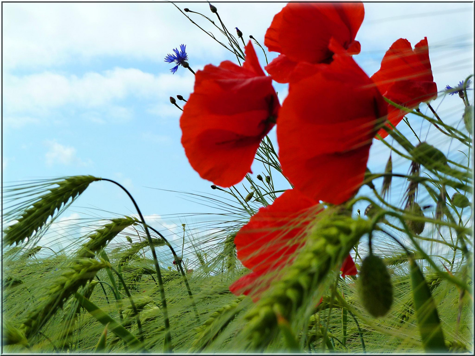 Příroda, Červené, pole, ječmen, 2012, list, květ, rostlina, mák, flóra, natur, Ostsee, Mohn, ostseeleuchte, coquelicot, botanika, suchozemská rostlina, kvetoucí rostlina, gerste, wegesrand, kornblumen, feldrand, gerstenfeld