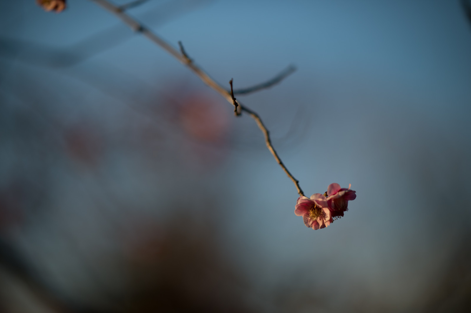 Japonsko, slunečnímu záření, Příroda, Červené, odraz, fotografování, větev, ráno, Nikon, květ, jaro, Tokio, jp, barva, NIKKOR, podzim, list, květ, rostlina, sezóna, švestka, UME, flóra, pupen, okvětní lístek, afs105mmf14eed, afsnikkor105mmf14eed, df, Ikegami, japaneseapricot, ikegamiplumpark, vyrobit, zblízka, makro fotografie, závod stonek