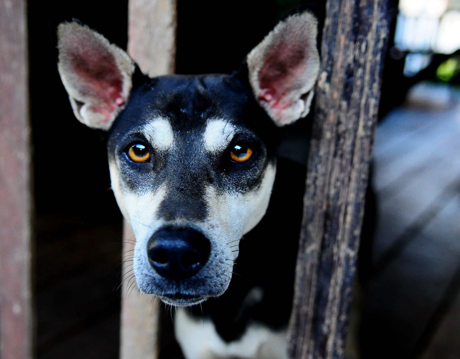 Pes, psí plemeno, pes jako savec, čenich, pouliční pes, kníry, psí plemeno skupina, psí kříženci