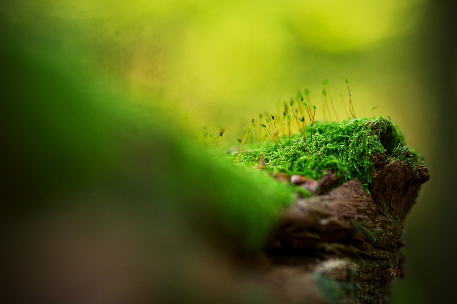 surface, herbe, mousse, lumière, ombre