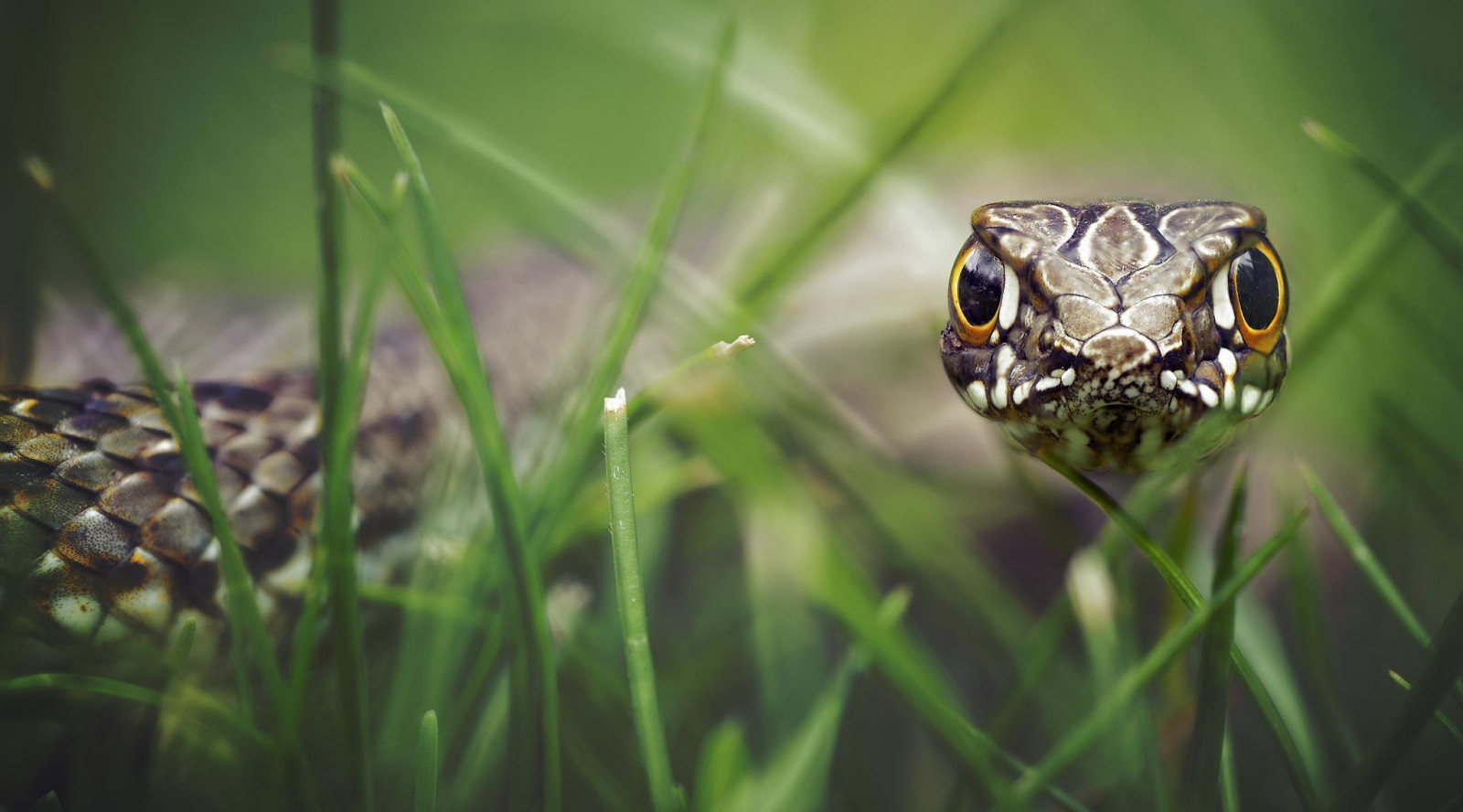 zvěř, Příroda, tráva, makro, had, zelená, Volně žijících živočichů, obojživelník, biologie, květ, plaz, fauna, obratlovců, zblízka, makro fotografie, 2048x1137 px