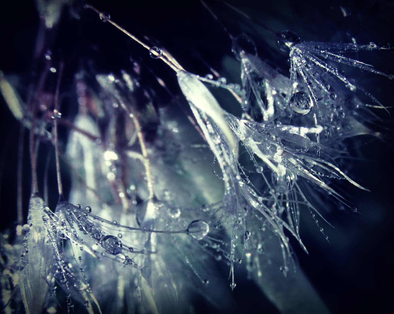 makro, kapičky, pampeliška, rosa