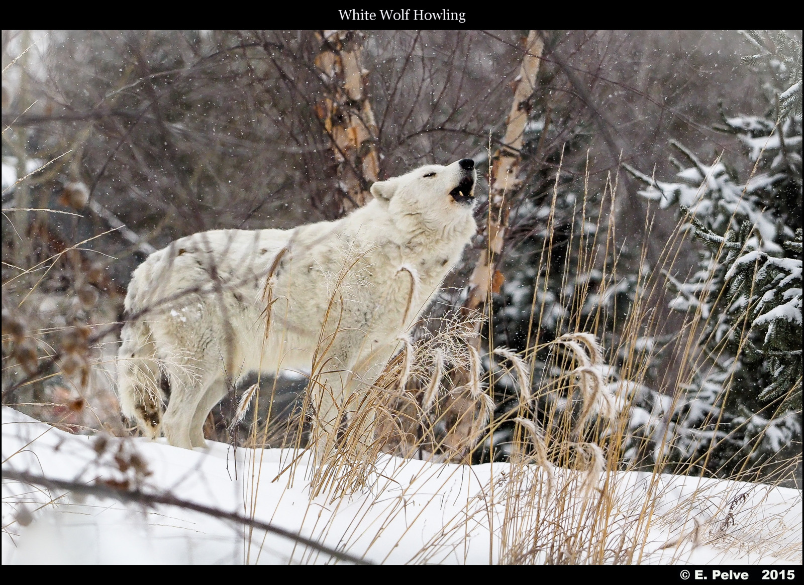 bílý, sníh, zima, Volně žijících živočichů, vlk, Kanada, objektiv, zmrazení, Ontario, strom, fauna, savec, zálesí, olympusomdem1, inexplore, arcticwolf, vyjící, Canislupusarctos, Torontozoo, Feb2015, Mzuiko40150mmf4556
