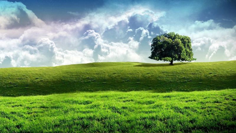 luce del sole, alberi, paesaggio, collina, natura, erba luce del sole, alberi, paesaggio, collina, natura, erba