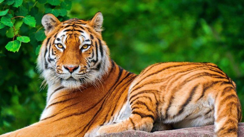 zvěř, Příroda, tygr, Volně žijících živočichů, velké kočky, zoologická zahrada zvěř, Příroda, tygr, Volně žijících živočichů, velké kočky, zoologická zahrada