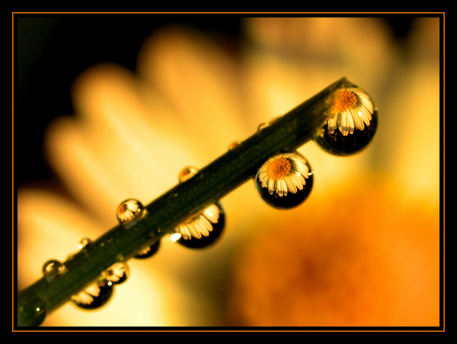 fotografování, makro, zelená, oranžový, Olympus, vert, pokles, goldstaraward, colorphotoaward, goutte, E520, zblízka, makro fotografie, chrisghis, christianchauvel, 50f2