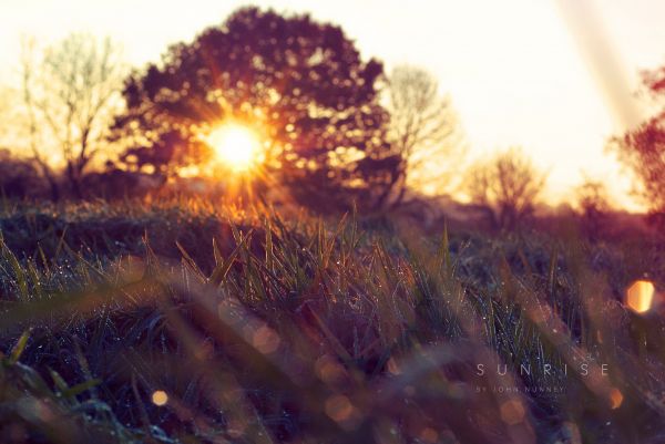 branches,grass,Sun,disk,tree,foreground
