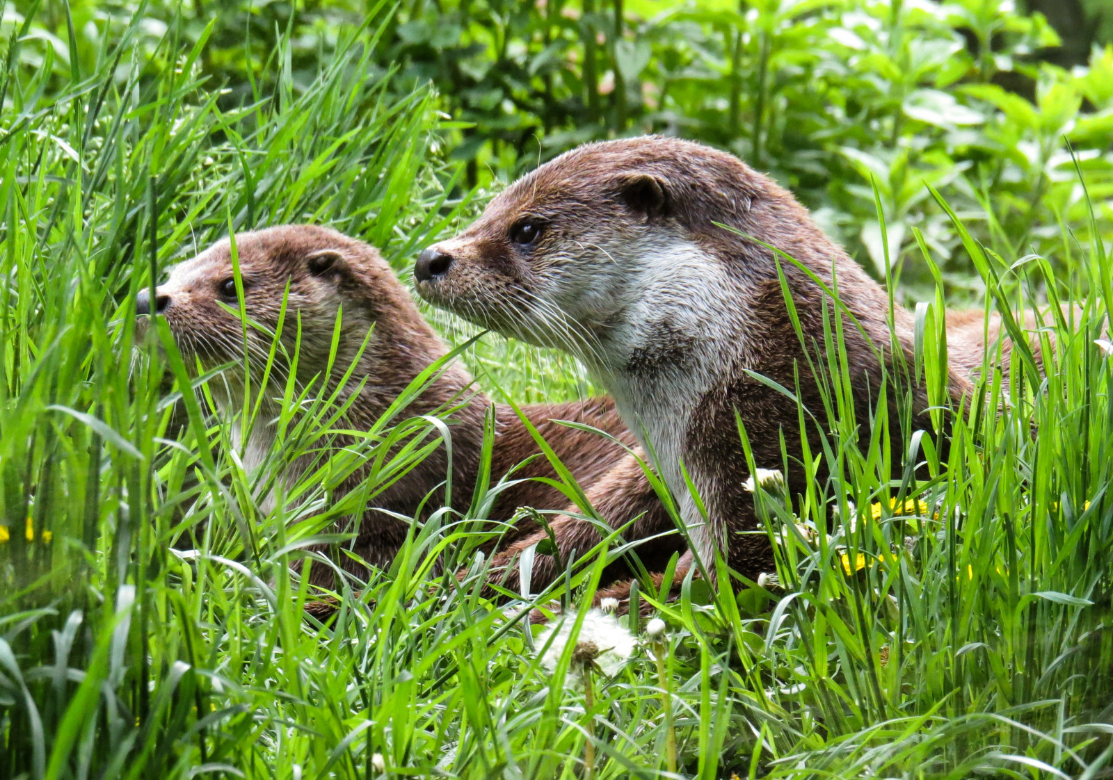 natur, græs, dyreliv, whiskers, oddere, Odder, fauna, pattedyr, hvirveldyr, murmeldyr, Mustelidae