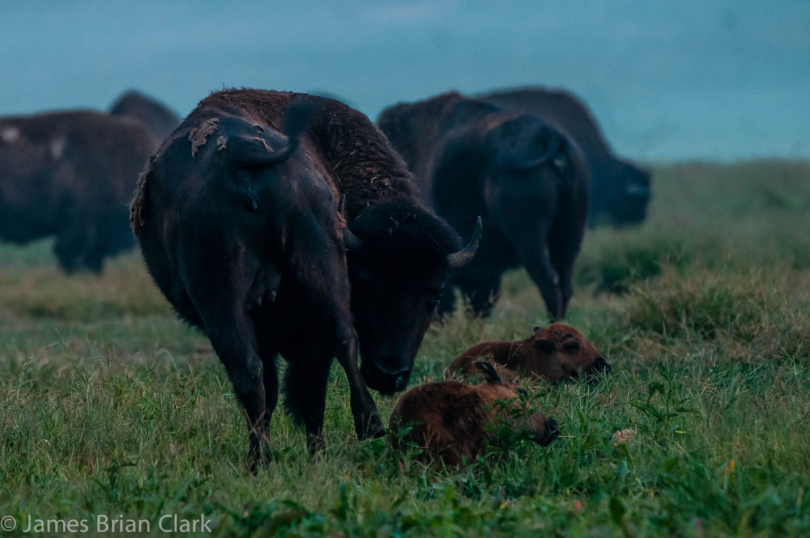 krajina, podzim, bílý, ilustrace, zvěř, portrét, Příroda, Červené, tráva, nebe, park, pole, růžky, hnědý, Volně žijících živočichů, letní, bizon, pláně, Spojené státy americké, vektor, Montana, buvol, Býk, step, národní, zvíře, lučina, sjednocený, stavy, Amerika, divoký, sezóna, mimo, pastvina, stádo, prostý, mužský, fauna, savec, americký, silný, velký, roh, prérie, ekosystém, savana, badlands, dobytek, jako je savec, kráva koza rodina, organismus, pastvisko, býložravec, ekoregion, druh, Yellowstone, Bizon americký, ohrožený, bisonbison, vodní buvol, říje, rod, kopytnatec, terrestrial animal